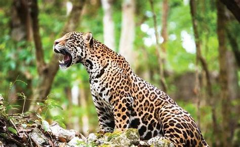 extinción del jaguar en méxico